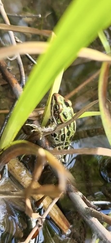 Northern Leopard Frog