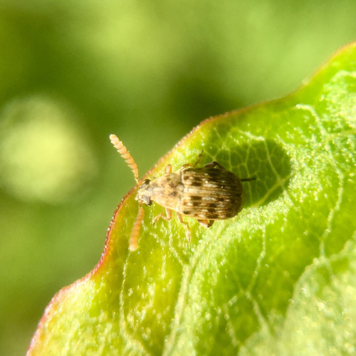 Representative image of Bruchidius imbricornis
