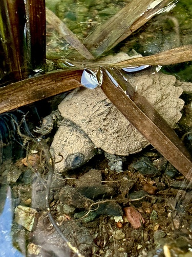 Common Snapping Turtle