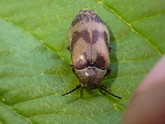 Araeopidius monachus