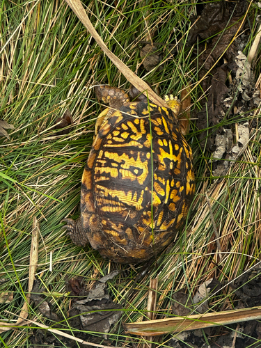 Eastern Box Turtle