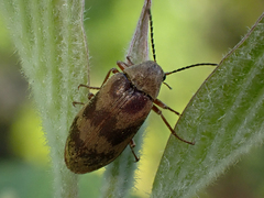 Araeopidius monachus
