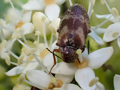 Araeopidius monachus