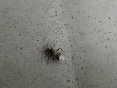 Eustictus
