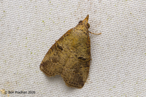 Gyrtothripa pusilla