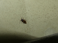 Eustictus