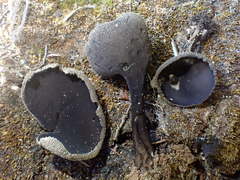 Helvella corium
