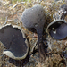 Helvella corium - Photo (c) Chloe and Trevor Van Loon, some rights reserved (CC BY-NC), uploaded by Chloe and Trevor Van Loon