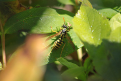 Polistes gallicus
