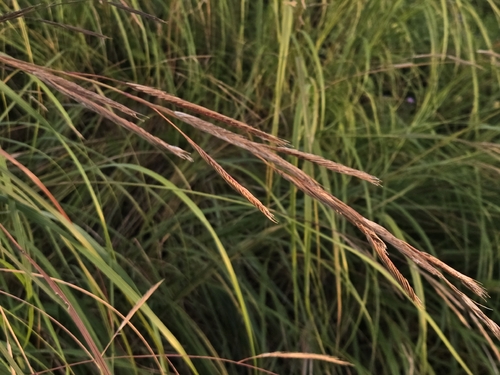 prairie cordgrass