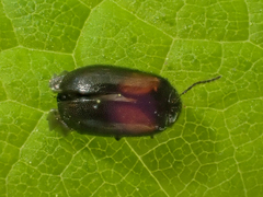 Herthania concinna