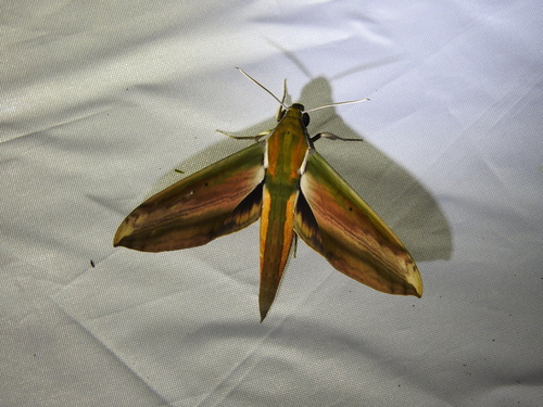 Yam Hawkmoth