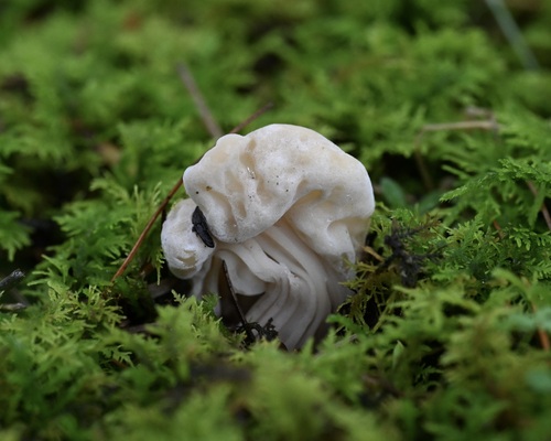Helvella crispa — (c) Stephanie Tran, some rights reserved (CC BY)