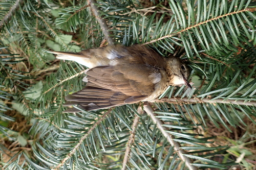 Swainson's Thrush