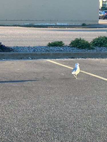 Ring-billed Gull
