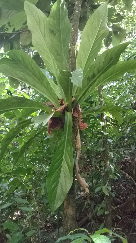 cane palm plant Areca palm – Garden Sensation