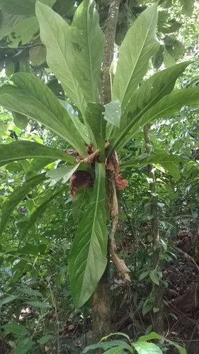 Anthurium acaule