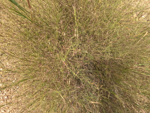 Muhlenbergia porteri, photograph 2