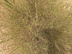 Muhlenbergia porteri, photograph (c) Bruce Hartman, some rights reserved (CC BY)