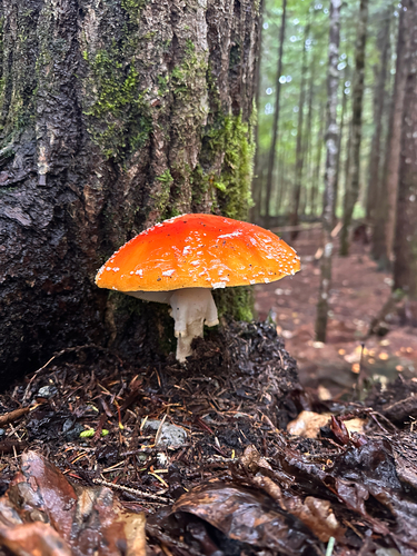 Fly Agaric