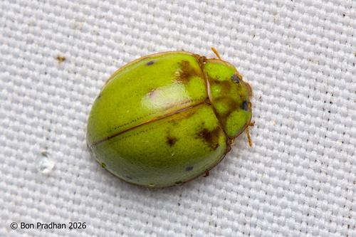 Calvia sykesii