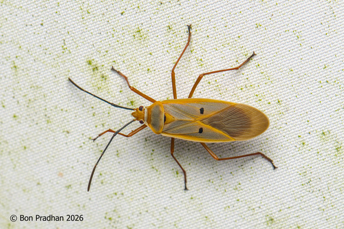 Dysdercus evanescens
