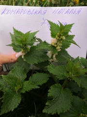 Lamium album