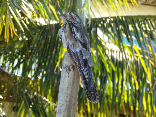 Common Potoo