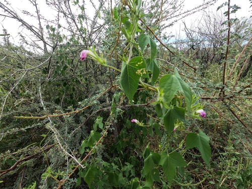 Ipomoea hederacea, photograph 1