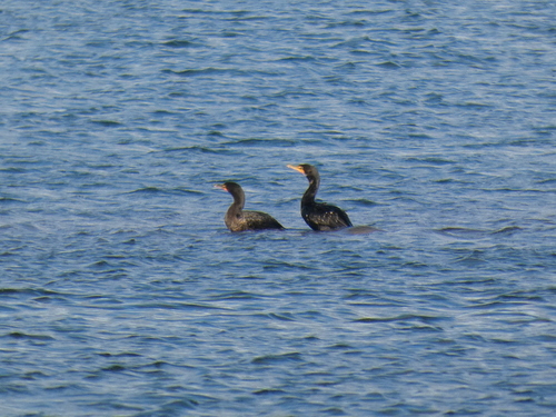 Double-crested Cormorant