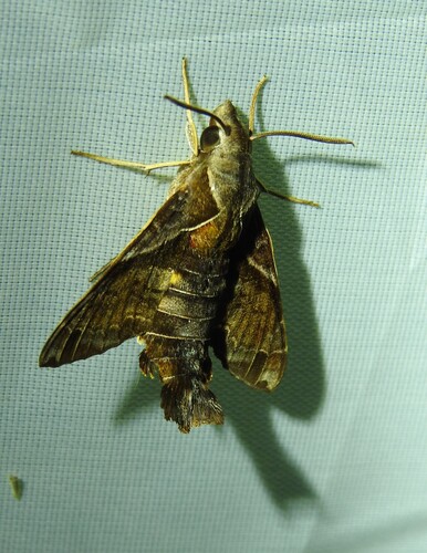 Fritz's Hummingbird Hawkmoth