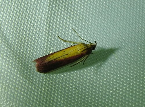 Rosy-striped Knot-horn