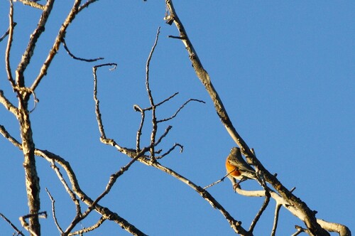 American Robin