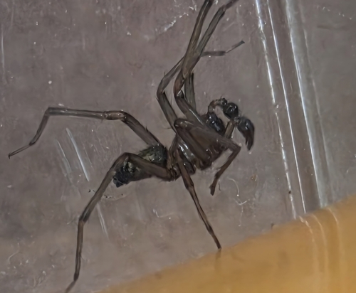 South American Toothed Hacklemesh Weaver