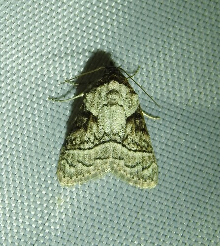 Meganola triangulalis