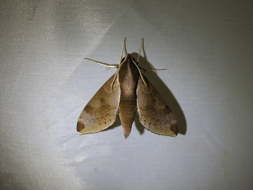 Acosmerycoides harterti
