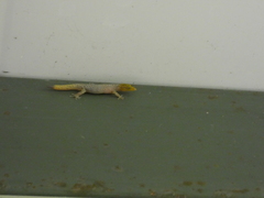 Sphaerodactylus homolepis