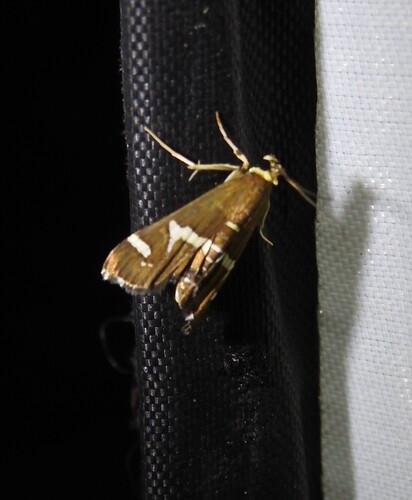 Hawaiian Beet Webworm Moth