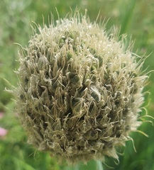 Allium altaicum
