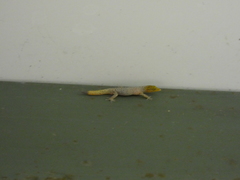 Sphaerodactylus homolepis