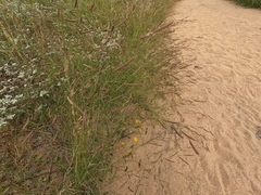 Bouteloua barbata