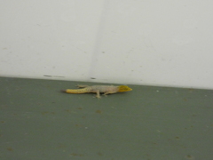 Sphaerodactylus homolepis