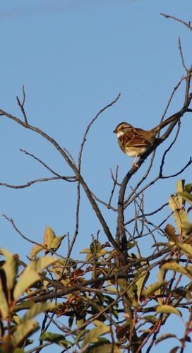 White-throated Sparrow