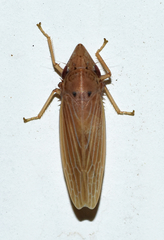 Draeculacephala septemguttata