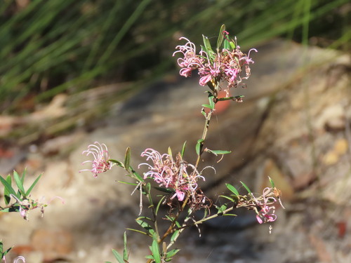Grevillea sericea, photograph 1