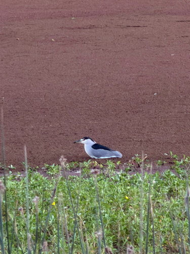 Black-crowned Night Heron