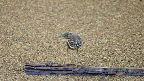 Green Heron