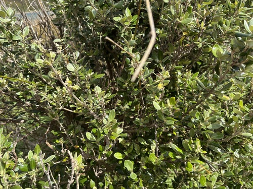 Olearia traversiorum observed 2026-09-23