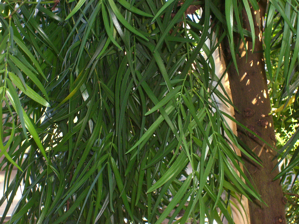São Tomé yellowwood
