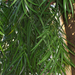 Afrocarpus mannii - Photo Honymand, sin restricciones conocidas de derechos (dominio público)